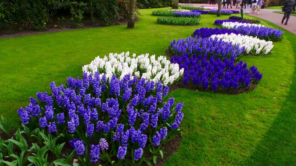 Blue flowers