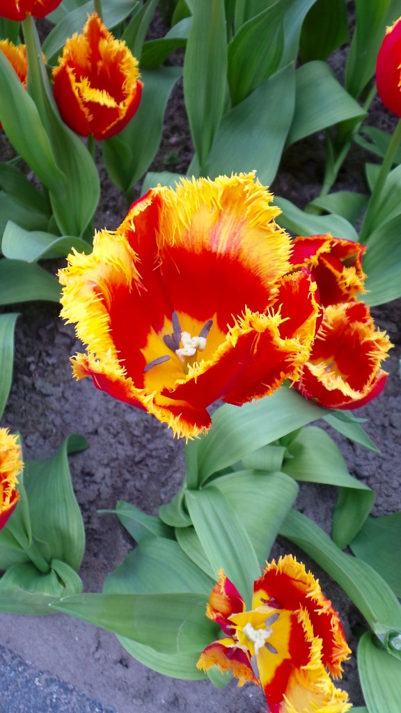 tulips 1