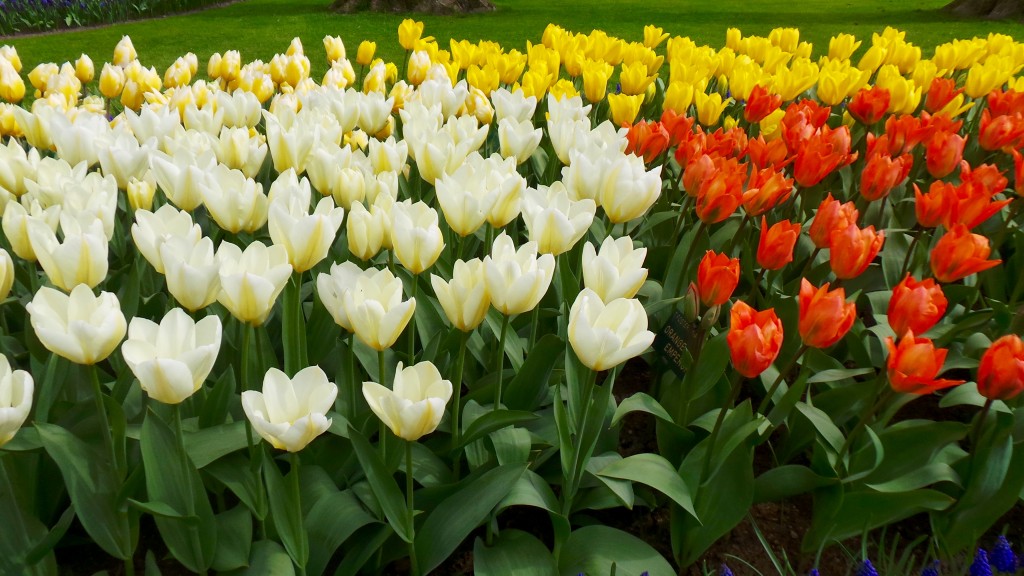 tulips 3