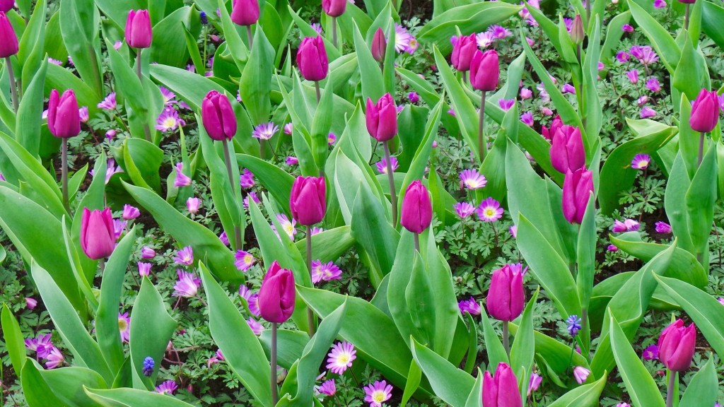 tulips 4