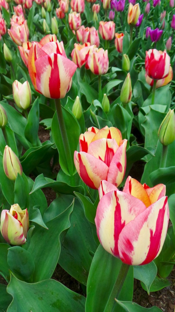 tulips 6