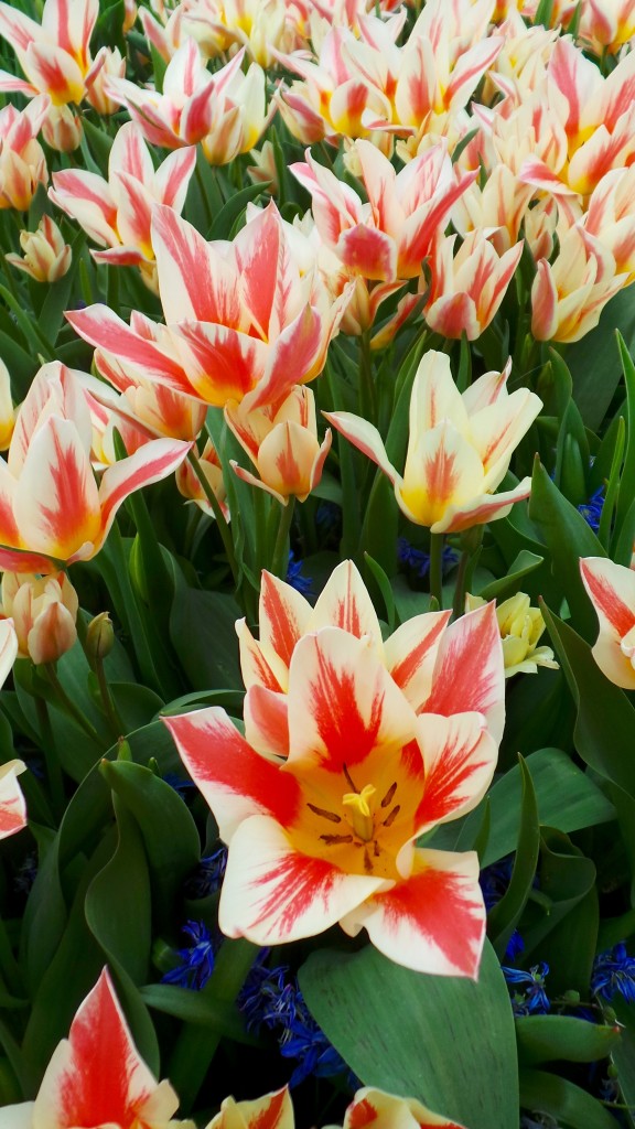 tulips 8