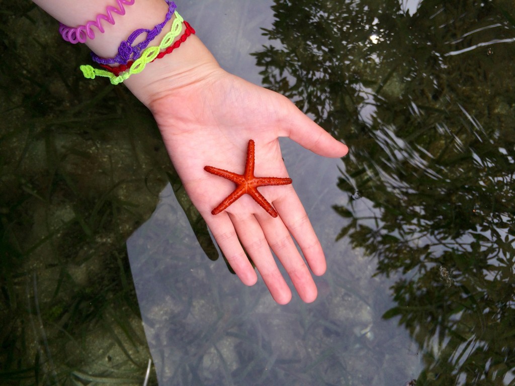 A little Star Fish at Bocas del Toro