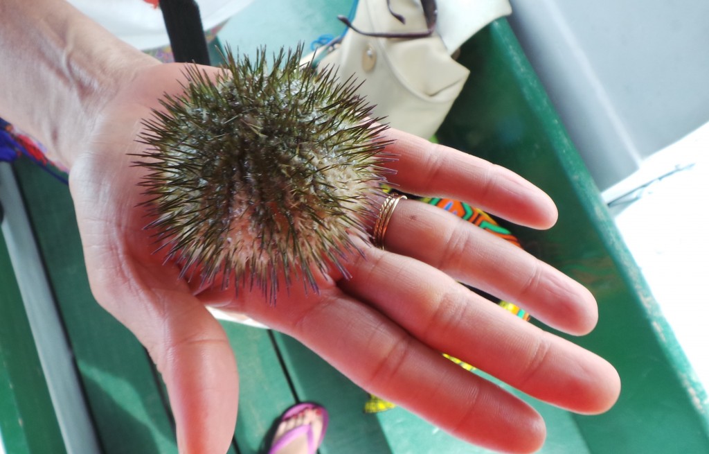 A smaller and white Sea Urchin at Bocas del Toro