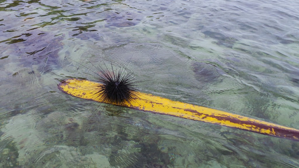 Black Sea Urchin at Bocas del Toro Panama