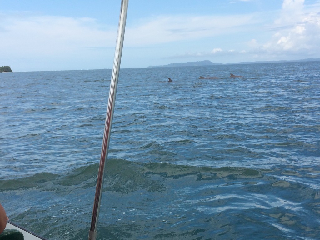 Dolphins at Bocas del Toro, Panama