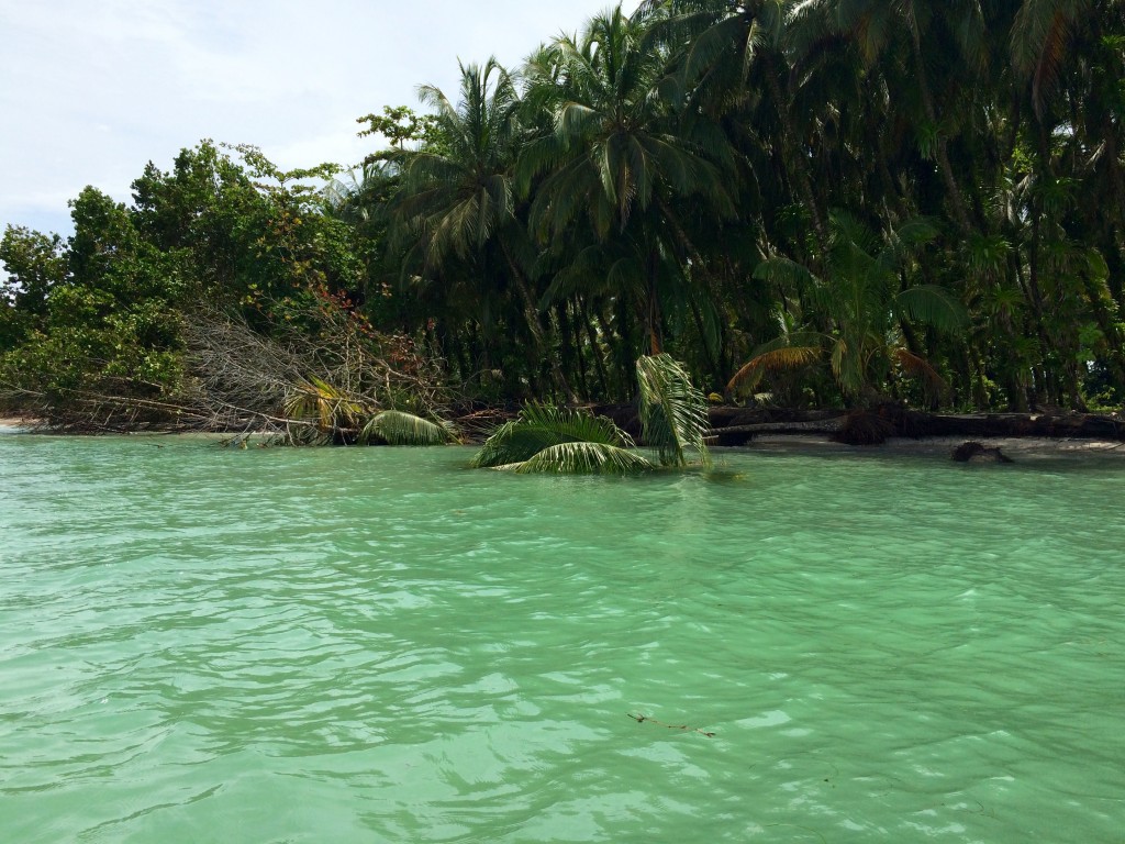 Fallen palm trees around Isla Zapatilla