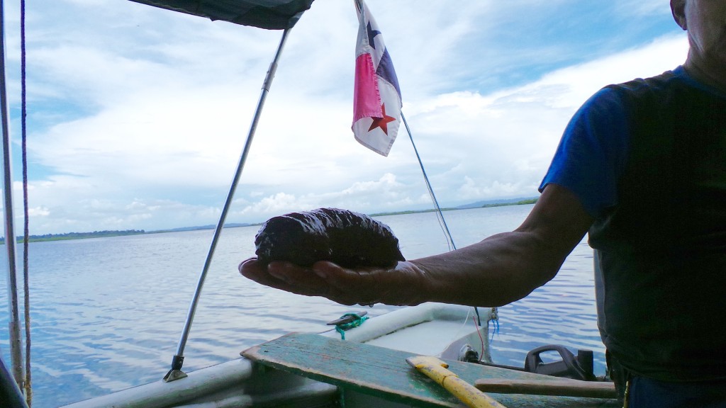 Sea Cucumber at Bocas del Toro