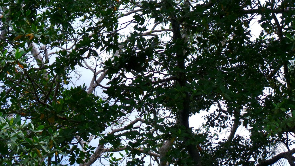 Sloth hanging in the tree at Bocas del Toro