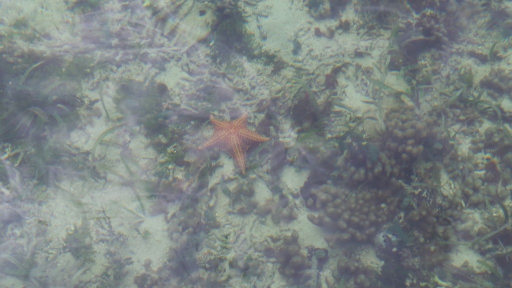 Starfish at Bocas del Toro